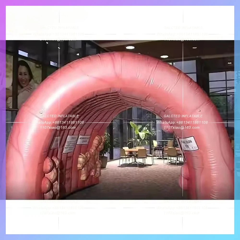 Inflatable Colon Dome Custom Teaching Use Giant  Inflatable Intestine Organ Tunnel Tent For Medical Display