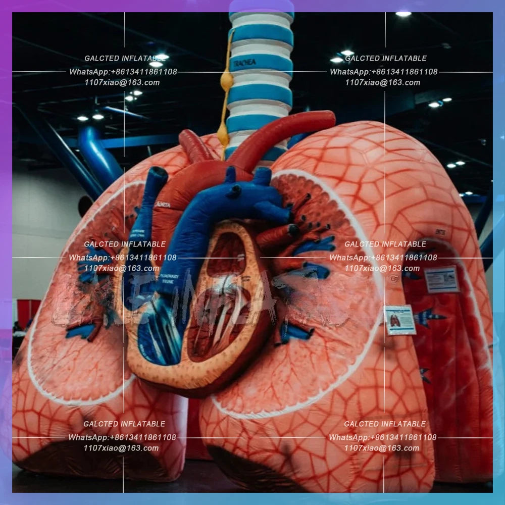 inflatable realistic heart and lung model Medical theme advertising event  for promotion,inflatable lung with tumor for Medical