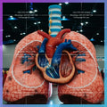 inflatable realistic heart and lung model Medical theme advertising event  for promotion,inflatable lung with tumor for Medical