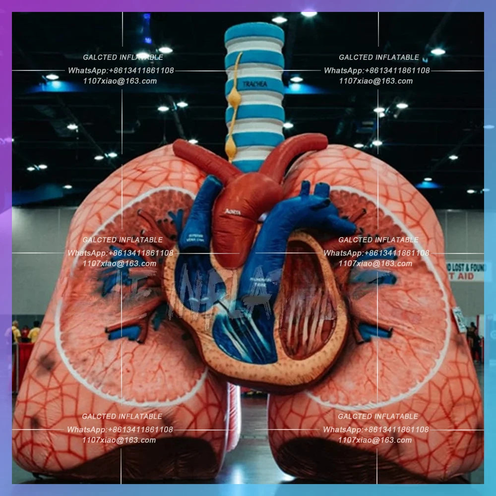 inflatable realistic heart and lung model Medical theme advertising event  for promotion,inflatable lung with tumor for Medical